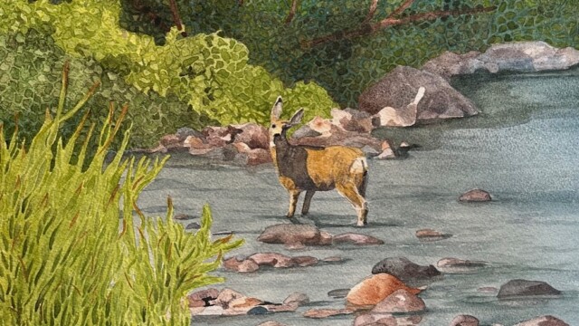 Wind River Deer