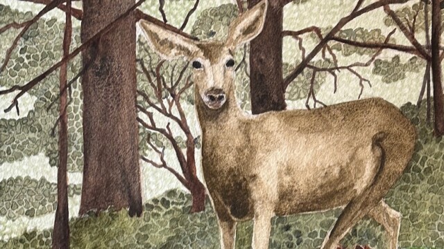 Madison's Deer